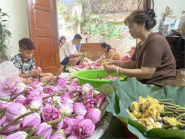 Khám phá nghệ thuật ướp trà sen Tây Hồ - tinh hoa văn hóa người Hà Nội